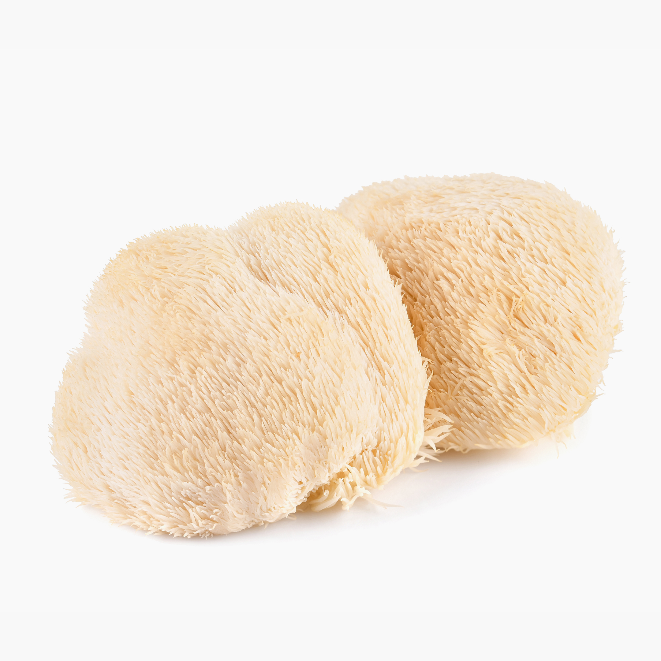 lions mane produkt4